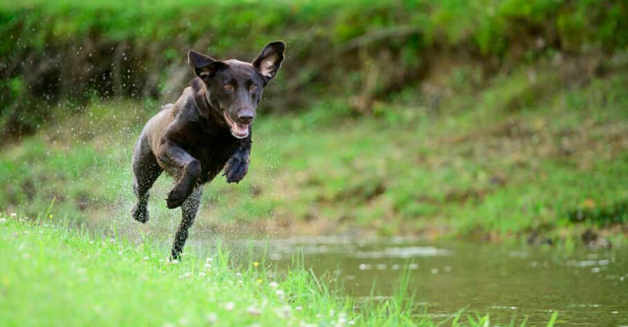 Board and train dog training