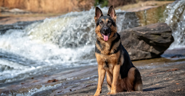 doggie daycare atlanta