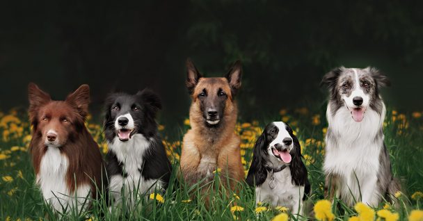group dog training classes