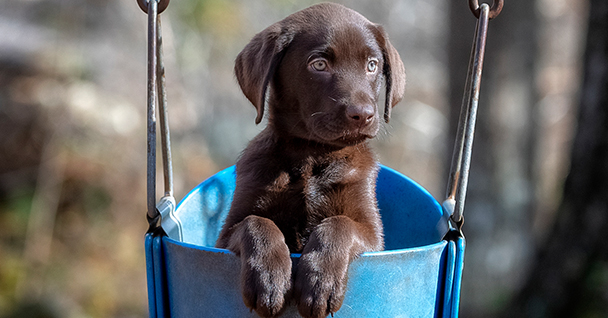 Puppy foundation