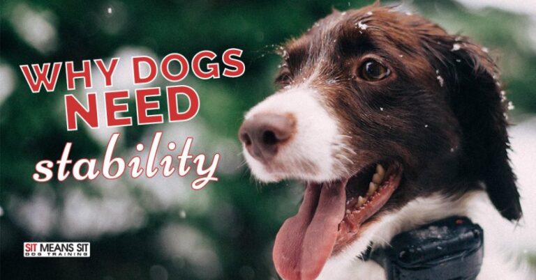 Stability Dog Why Dogs Need Stability - SMS Atlanta