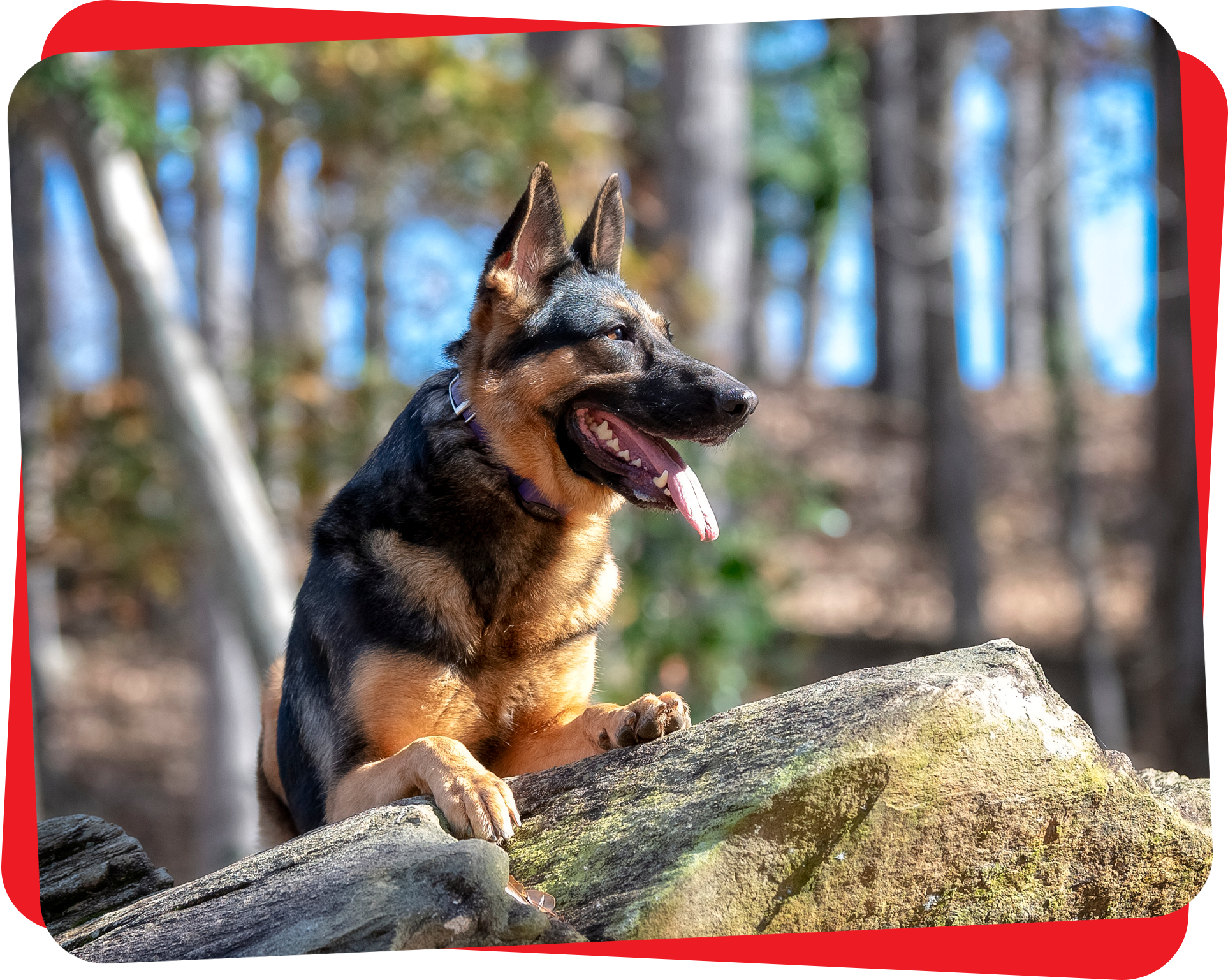Dog training Atlanta
