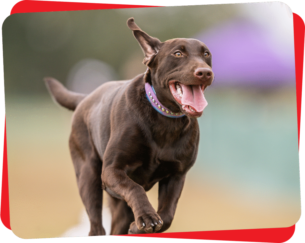 Atlanta service dog training