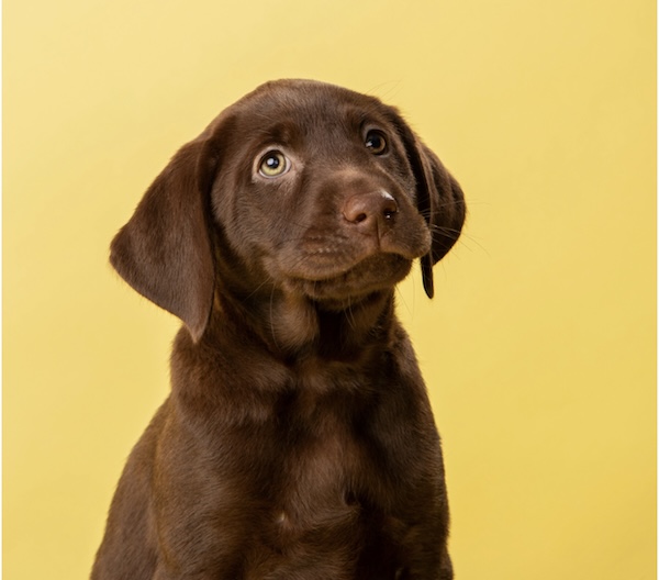 puppy portrait