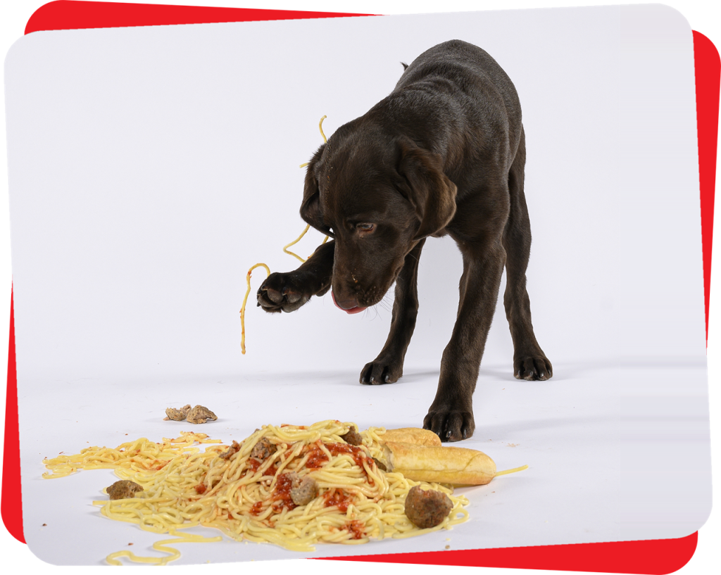 Puppy training Atlanta - chocolate lab puppy getting into a plate of spaghetti